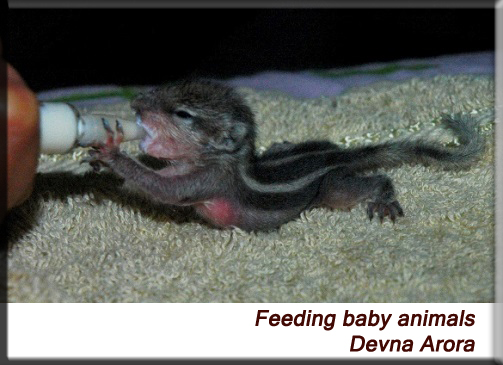 Devna Arora - Feeding baby animals